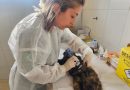Ribeirão Pires recebe mutirão gratuito de castração para cães e gatos no dia 9 com inscrições presenciais já abertas - 2026-04-01 06:23:29