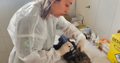 Ribeirão Pires recebe mutirão gratuito de castração para cães e gatos no dia 9 com inscrições presenciais já abertas - 2026-04-01 06:23:29