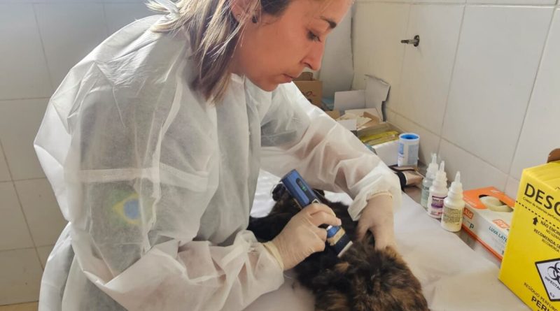 Ribeirão Pires recebe mutirão gratuito de castração para cães e gatos no dia 9 com inscrições presenciais já abertas - 2026-04-01 06:23:29