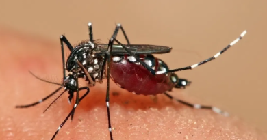 São Paulo tem a primeira morte por febre amarela em 2026 - 2026-04-16 08:52:46