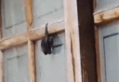 Morcego em quintal assusta moradores no Jardim Palermo, em São Bernardo