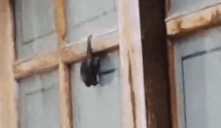 Morcego em quintal assusta moradores no Jardim Palermo, em São Bernardo