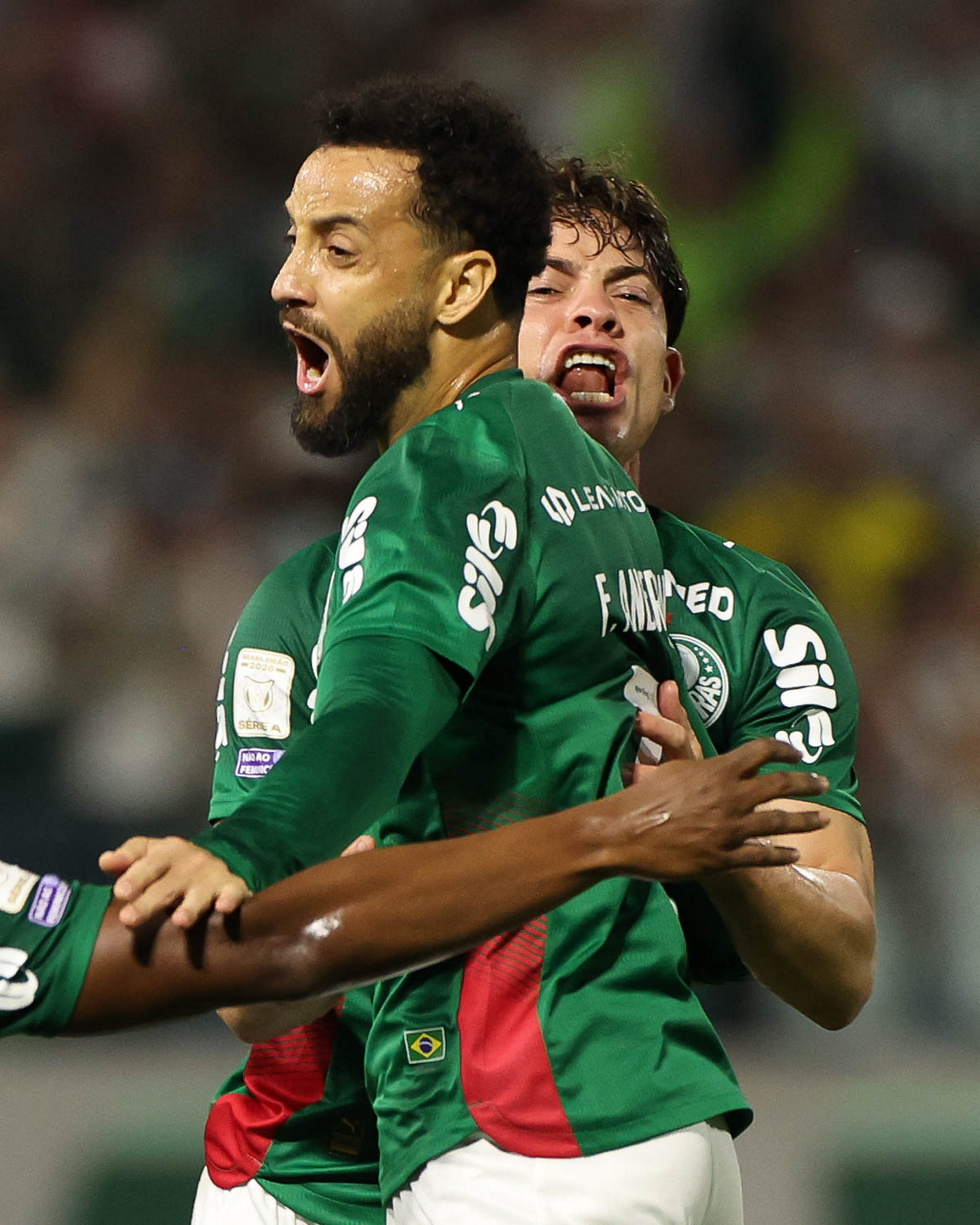 palmeiras