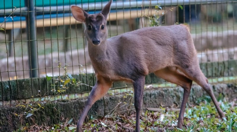 Zoo de São Bernardo celebra soltura de dois veados recuperados na unidade de conservação