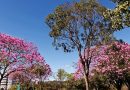 Mauá abre Outubro Rosa com ações de prevenção nas UBSs