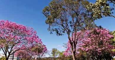 Mauá abre Outubro Rosa com ações de prevenção nas UBSs