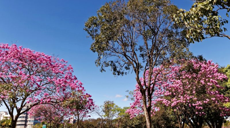 Mauá abre Outubro Rosa com ações de prevenção nas UBSs