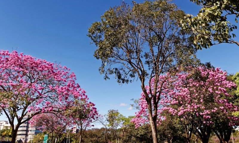 Mauá abre Outubro Rosa com ações de prevenção nas UBSs