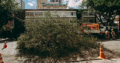 Mauá intensifica poda preventiva de árvores no Jardim Santa Lídia