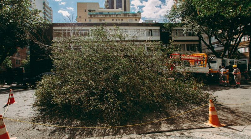 Mauá intensifica poda preventiva de árvores no Jardim Santa Lídia