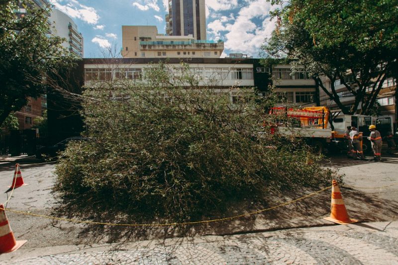 Mauá intensifica poda preventiva de árvores no Jardim Santa Lídia