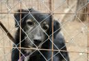 Ribeirão Pires reforça proteção animal com novo veículo