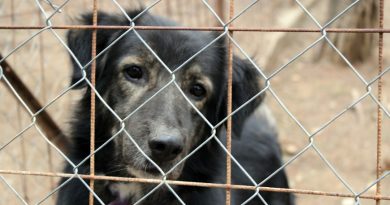 Ribeirão Pires reforça proteção animal com novo veículo