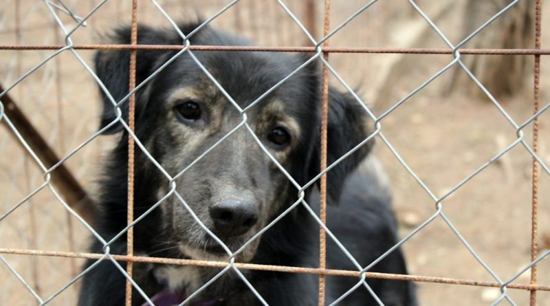 Ribeirão Pires reforça proteção animal com novo veículo