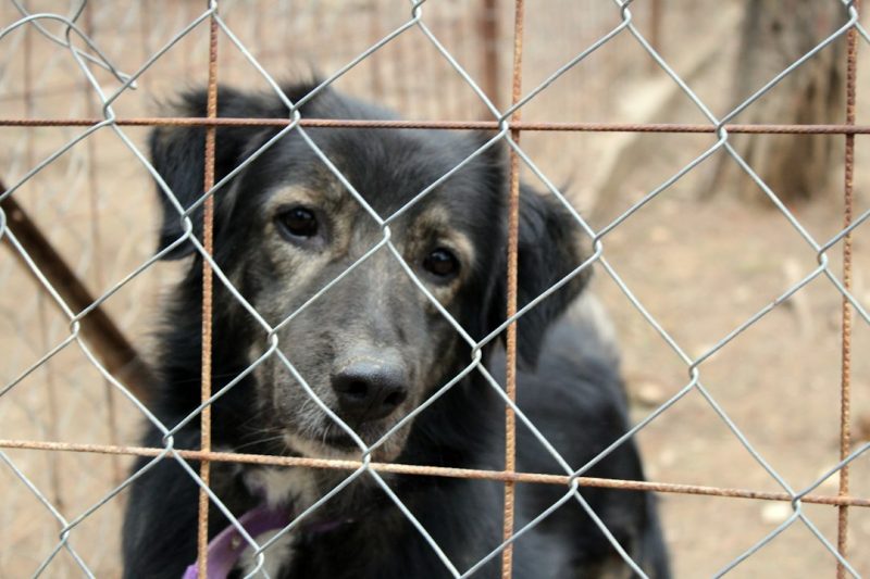 Ribeirão Pires reforça proteção animal com novo veículo