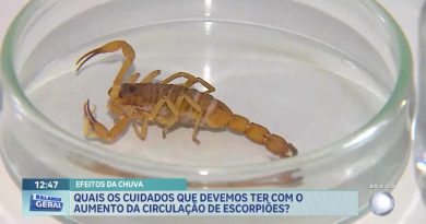 Rio Grande da Serra promove ações contra escorpiões
