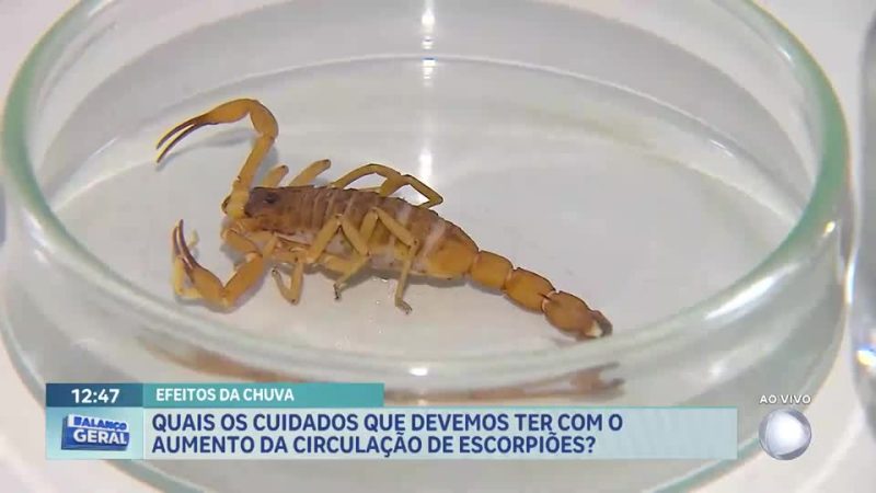 Rio Grande da Serra promove ações contra escorpiões