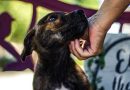 São Bernardo recebe feira de adoção e cãominhada no domingo