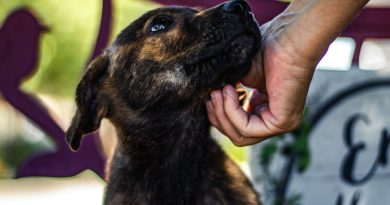 São Bernardo recebe feira de adoção e cãominhada no domingo