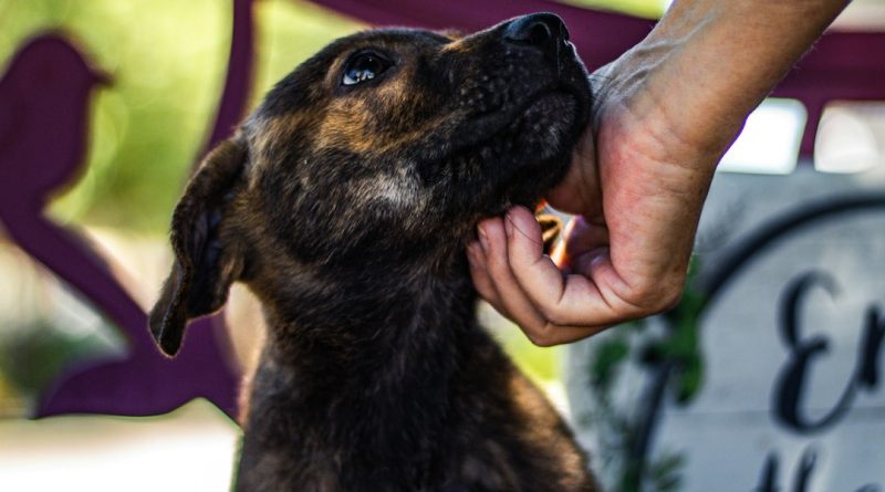 São Bernardo recebe feira de adoção e cãominhada no domingo