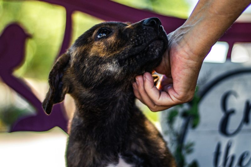 São Bernardo recebe feira de adoção e cãominhada no domingo