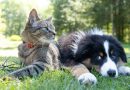 São Bernardo terá feira de adoção de cães e gatos neste domingo