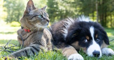 São Bernardo terá feira de adoção de cães e gatos neste domingo