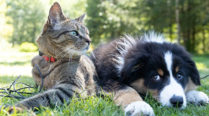 São Bernardo terá feira de adoção de cães e gatos neste domingo