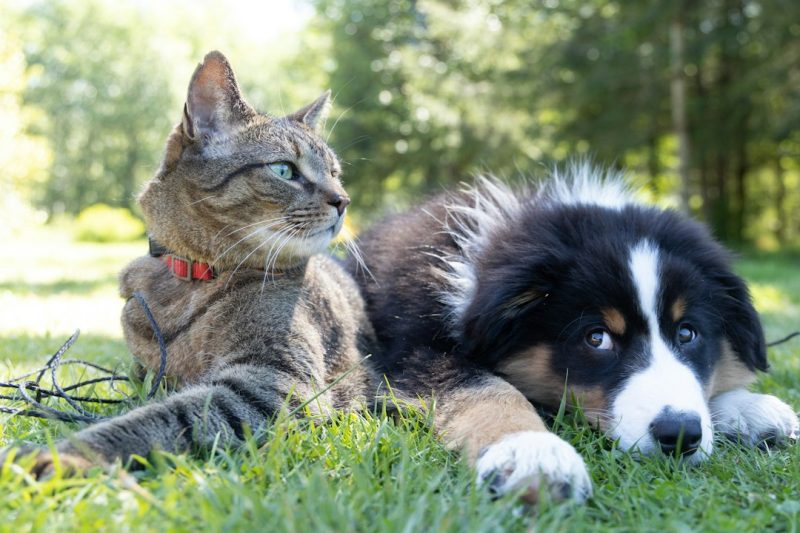 São Bernardo terá feira de adoção de cães e gatos neste domingo